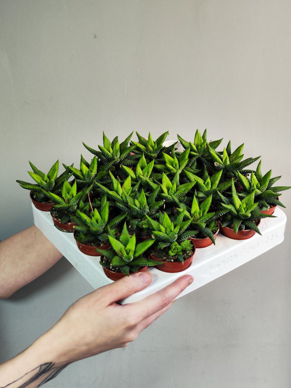 Хавортия Энон  (Haworthia Enon) D5см