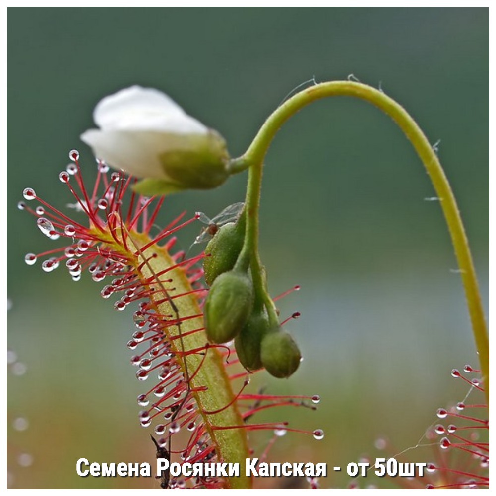 Семена Росянки Капской (Drosera capensis) от 50 шт