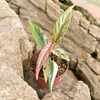 Фикус Сагитата Вариегата Пинк (Ficus Sagittata Variegata Pink) D9см