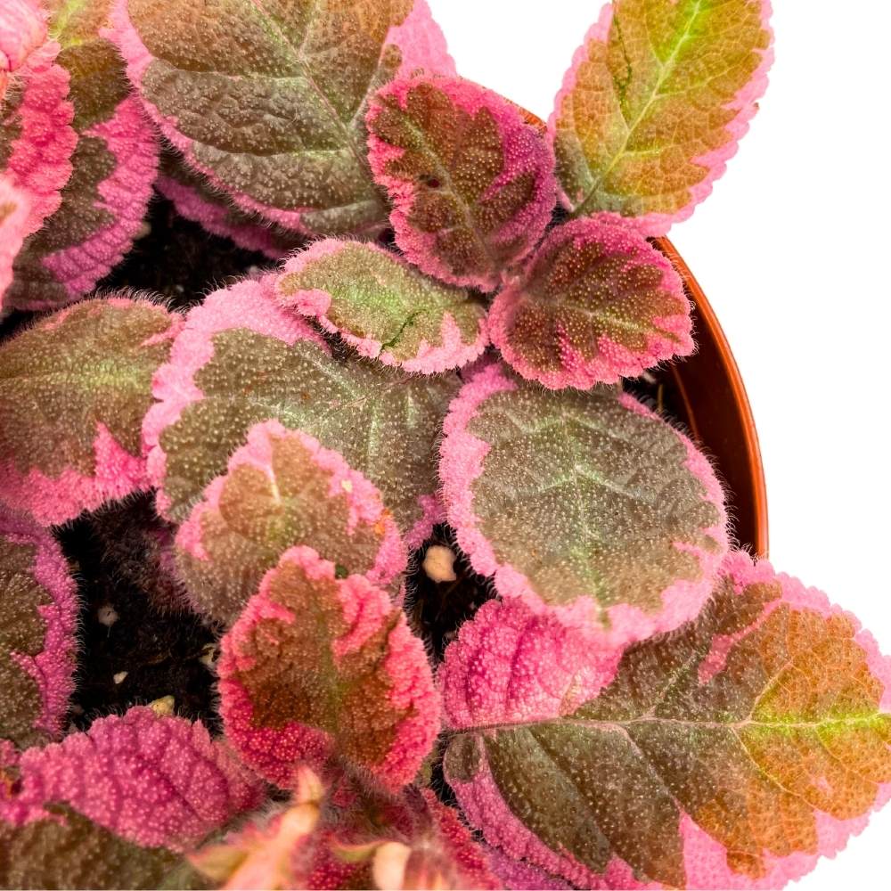 Эписция Пинк Брокадэ (Episcia Pink Brocade) D6см