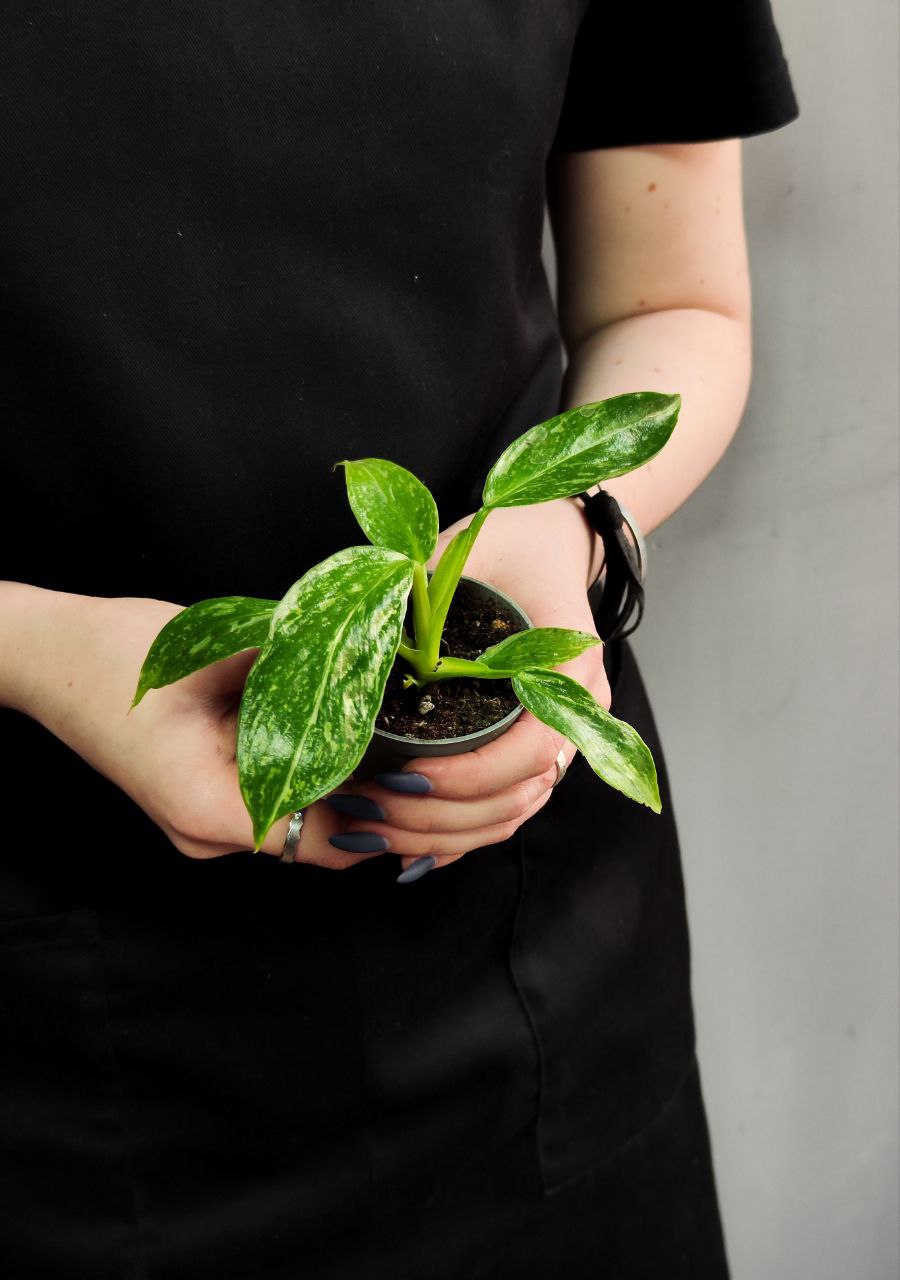 Филодендрон Джози Буоно (Philodendron Jose Buono) D6см