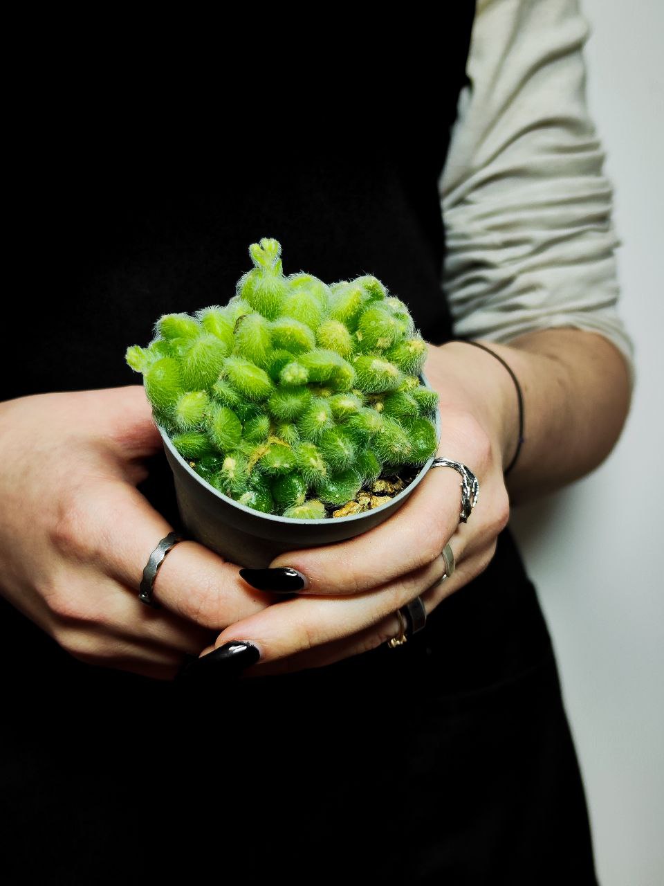Седум Хинтони (Sedum Hintonii) D6,5см