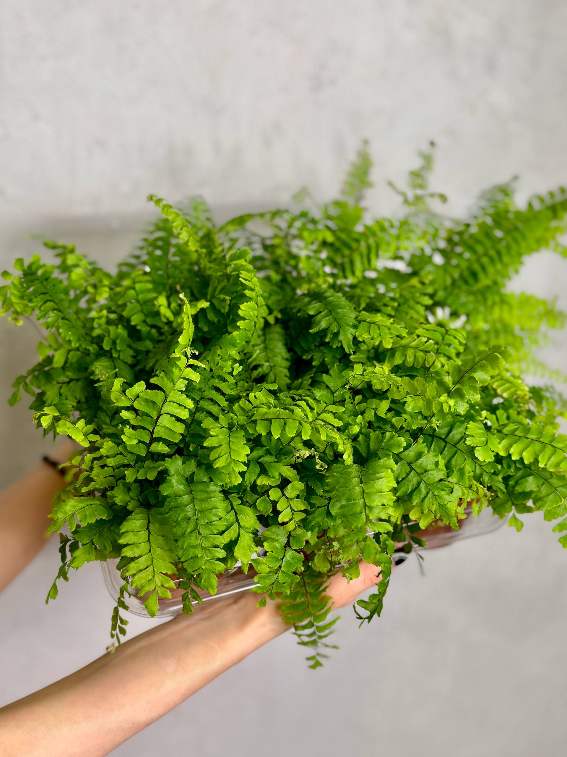 Адиантум Хиспидилум (Adiantum Hispidulum) D8,5см