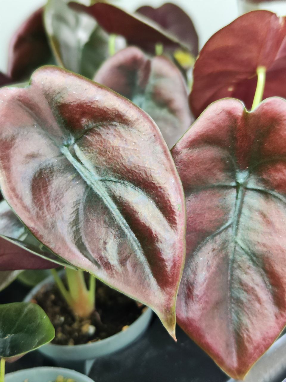 Алоказия Купера Ред Секрет, Купрея (Alocasia Cupera Red Secret) D6см