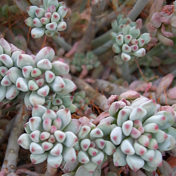 Граптопеталум Пахифиллум Блюбин (Graptopetalum Pachyphyllum Blue Bean) D5см