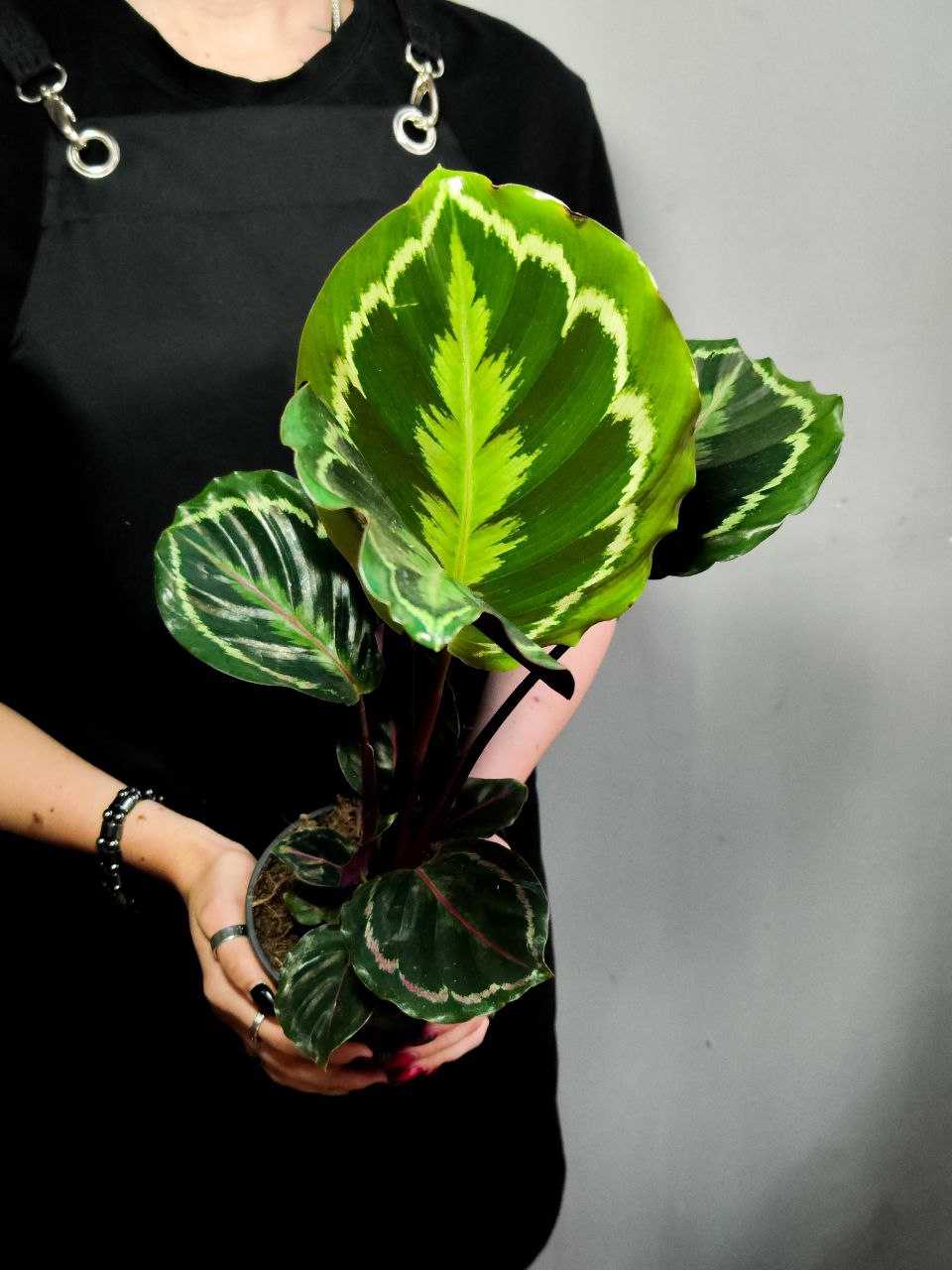 Калатея Медальон (Calathea Roseopicta Medallion) D12см