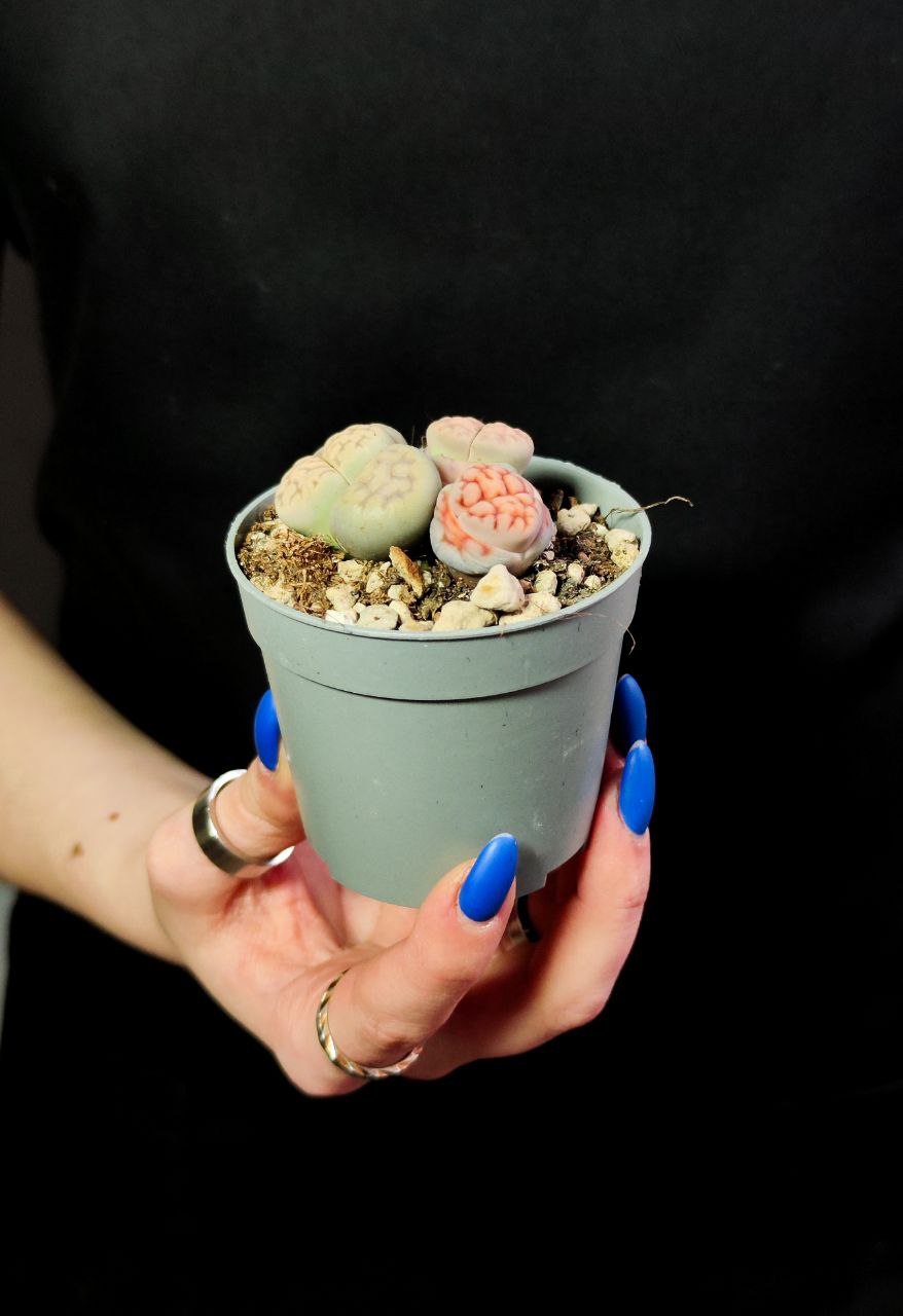 Литопсы Микс (Lithops Mix) D6,5см
