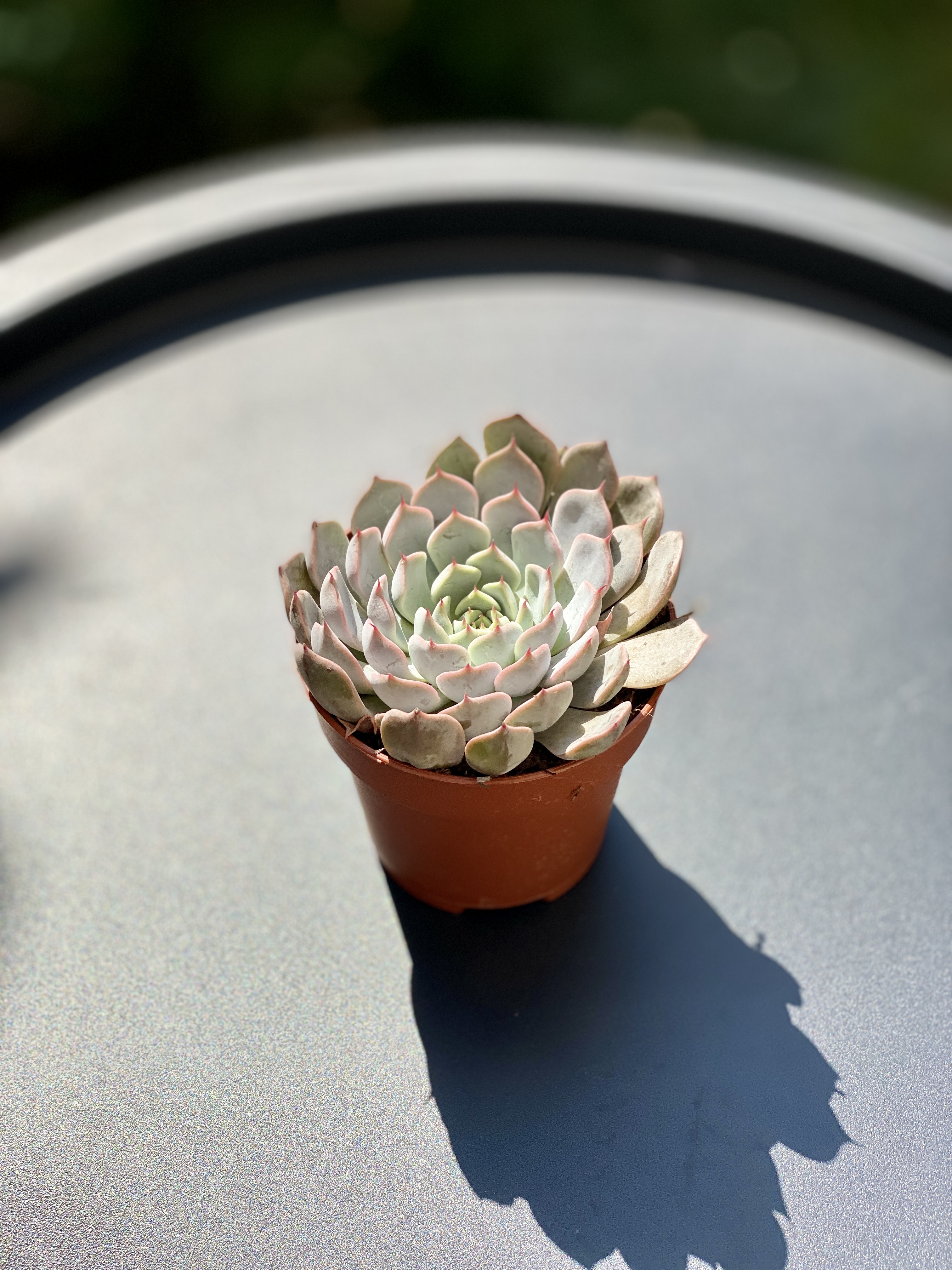 Эхеверия Розеа (Echeveria Rosea) D8см