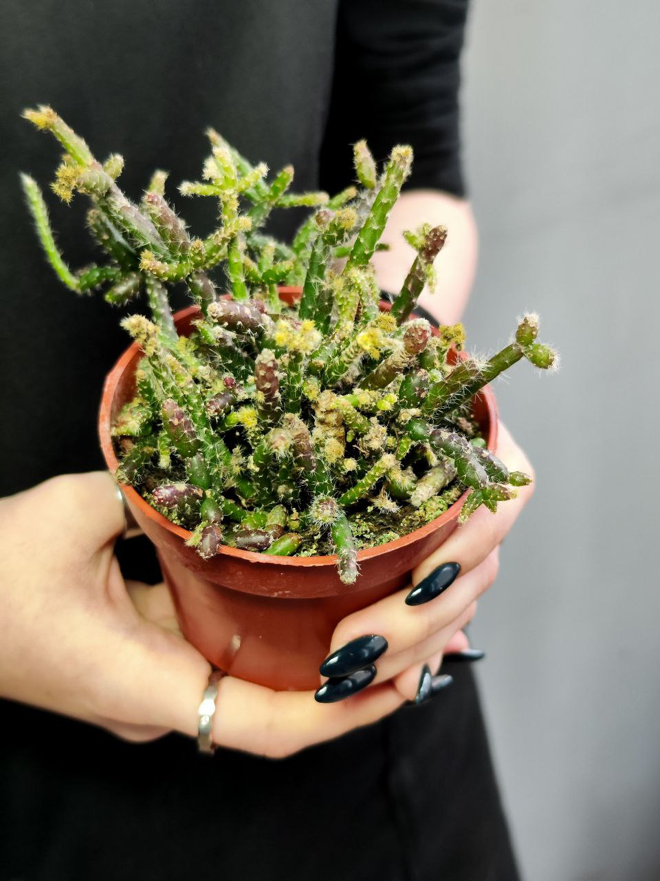 Рипсалис Барчела (Rhipsalis Burchellii) D8,5см