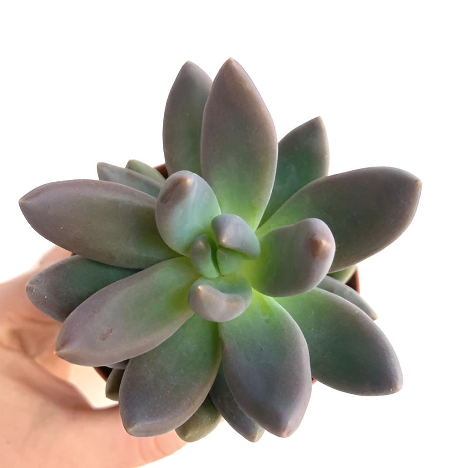 Пахифитум Брактеосум Фиткай (Pachyphytum Bracteosum Fitkai) D8,5см