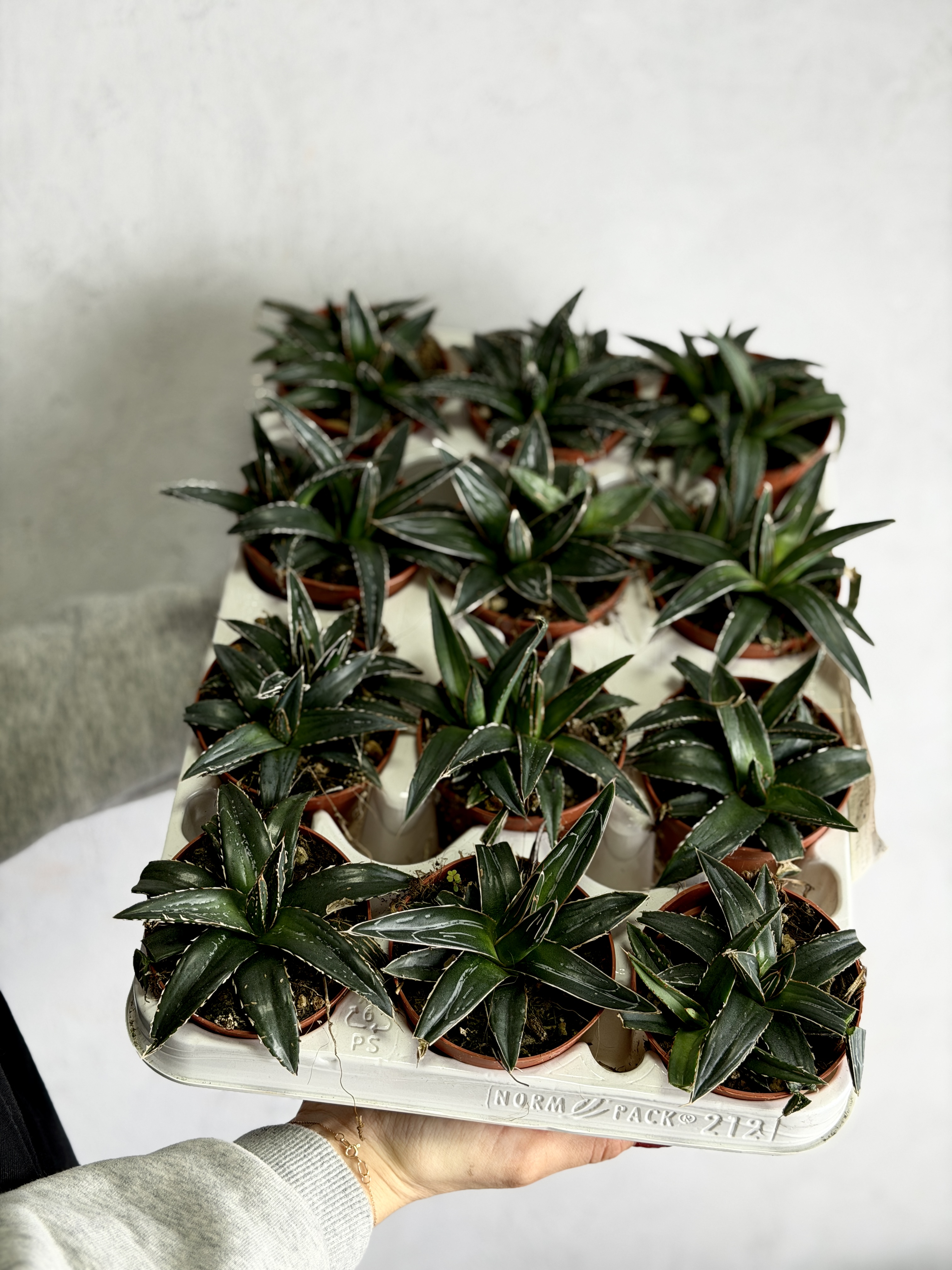 Агава Королевы Виктории (Agave Victoriae-Reginae) D8,5см