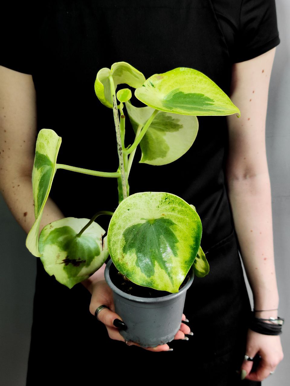 Пеперомия Полиботрия Рейндроп Вариегатная (Peperomia Polybotrya Raindrop Variegata) D12см
