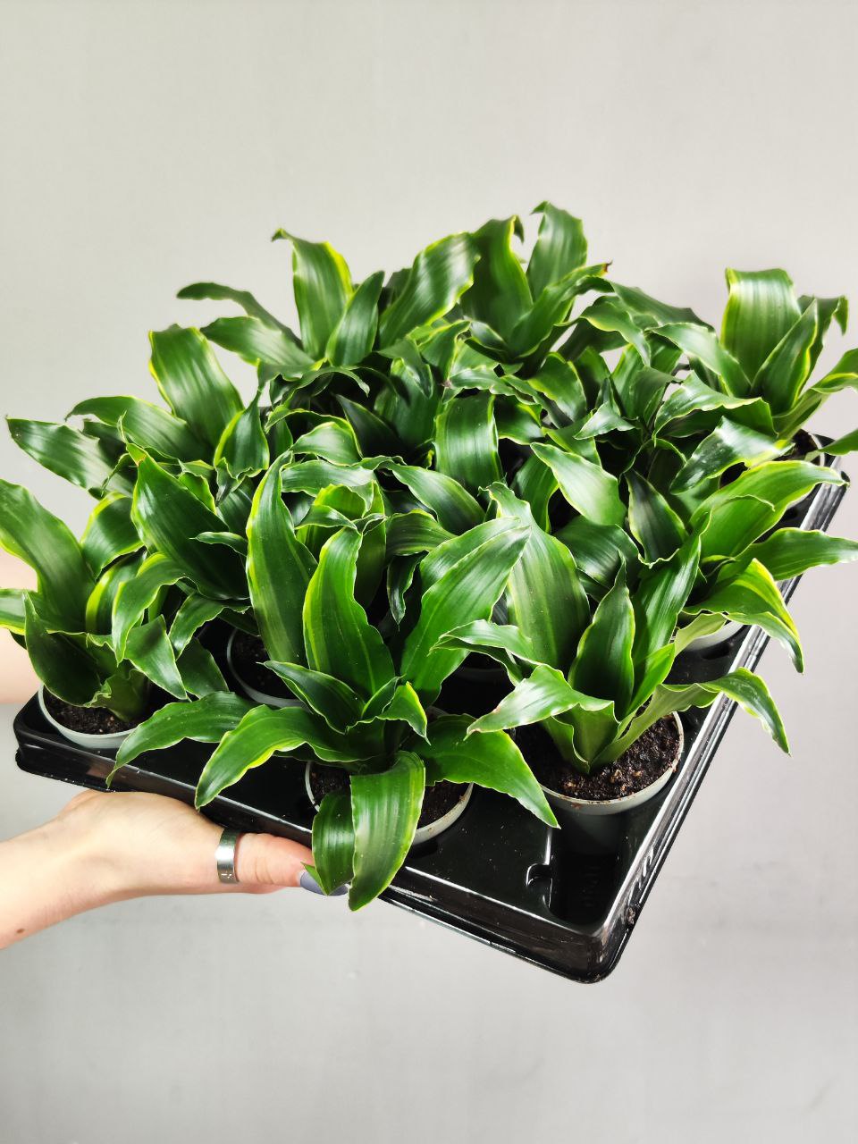 Драцена Фрагранс Дорадо (Dracaena Fragrans Dorado) D6см
