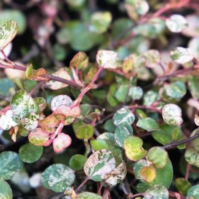 Мюленбекия Комплекса Маори Вариегатная (Muehlenbeckia Сomplexa Maori Variegated) D9см