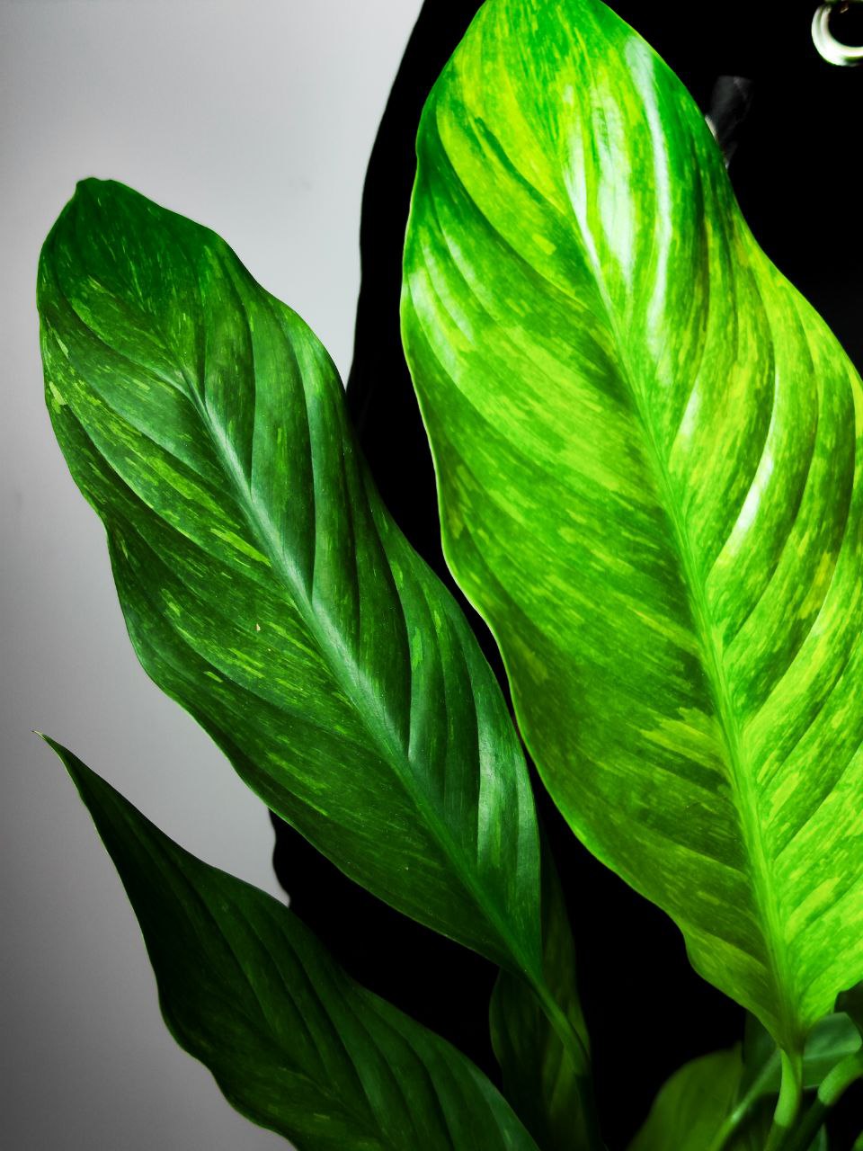 Спатифиллум Ауреа Вариегатный (Spathiphyllum Aurea Variegated) D10см