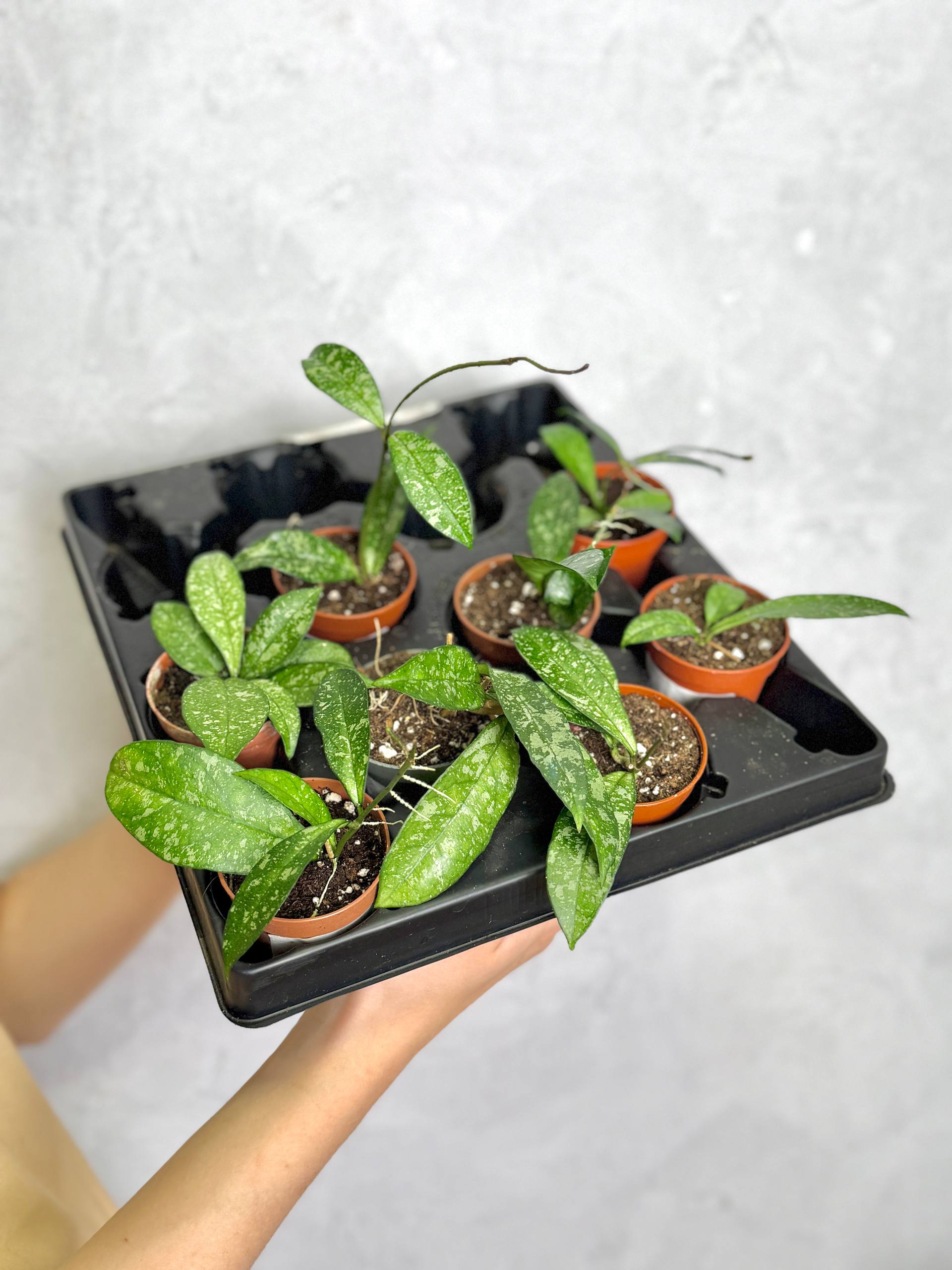 Хойя Крассиопетиолата Сплеш (Hoya Crassipetiolata Splash) D6см