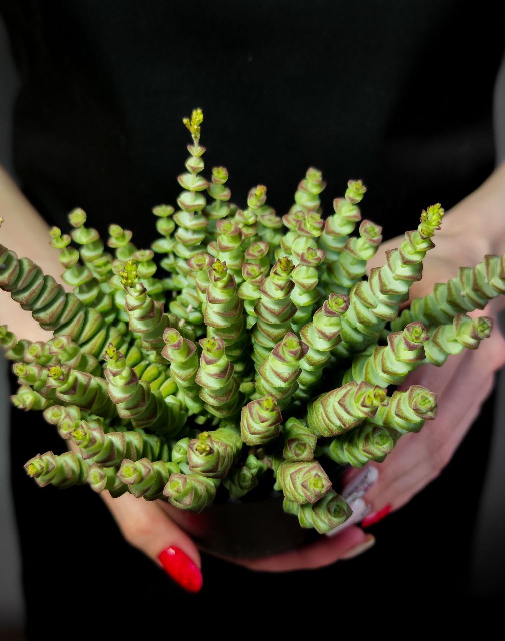Крассула Марниериана (Crassula Marnieriana) D11см