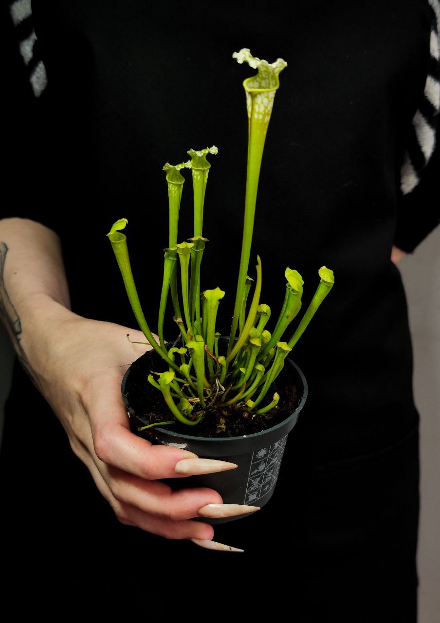 Саррацения Фарнхами Белая (Sarracenia White Farnhamii) D9см
