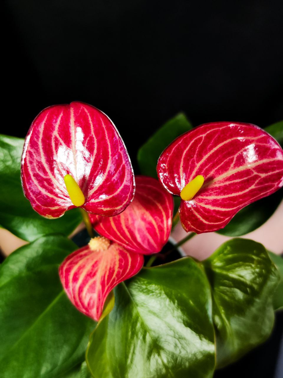 Антуриум Ливиум Ред (Anthurium Livium Red Micro) D7см