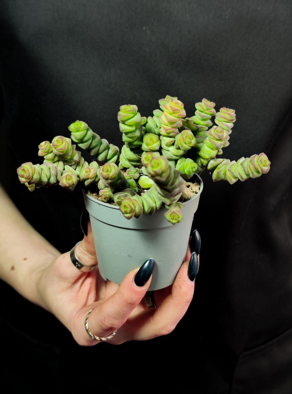Крассула Марнье (Crassula Marnieriana) D6,5см