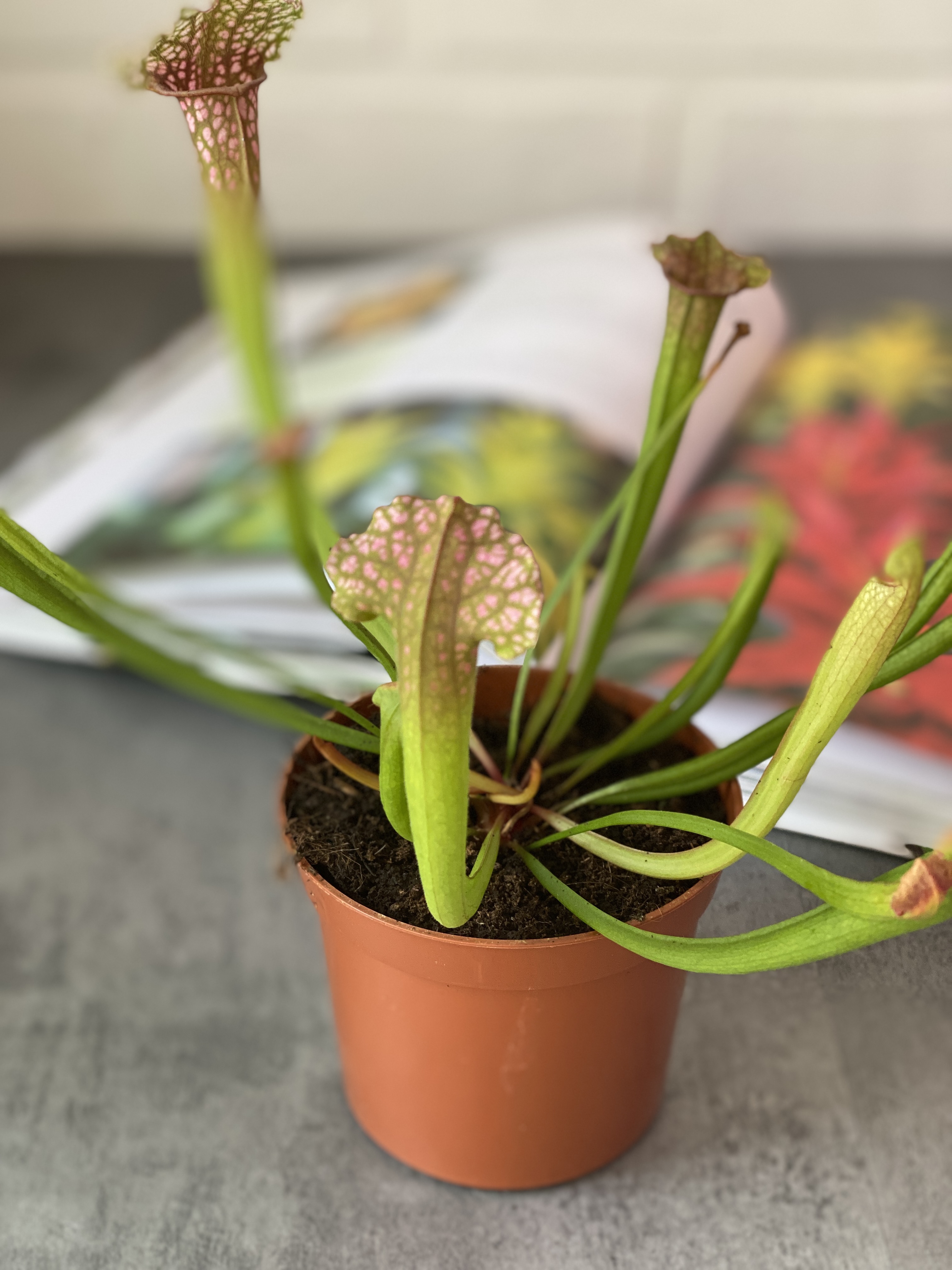 Саррацения Сопера (Sarracenia Juthatip Soper) D9см