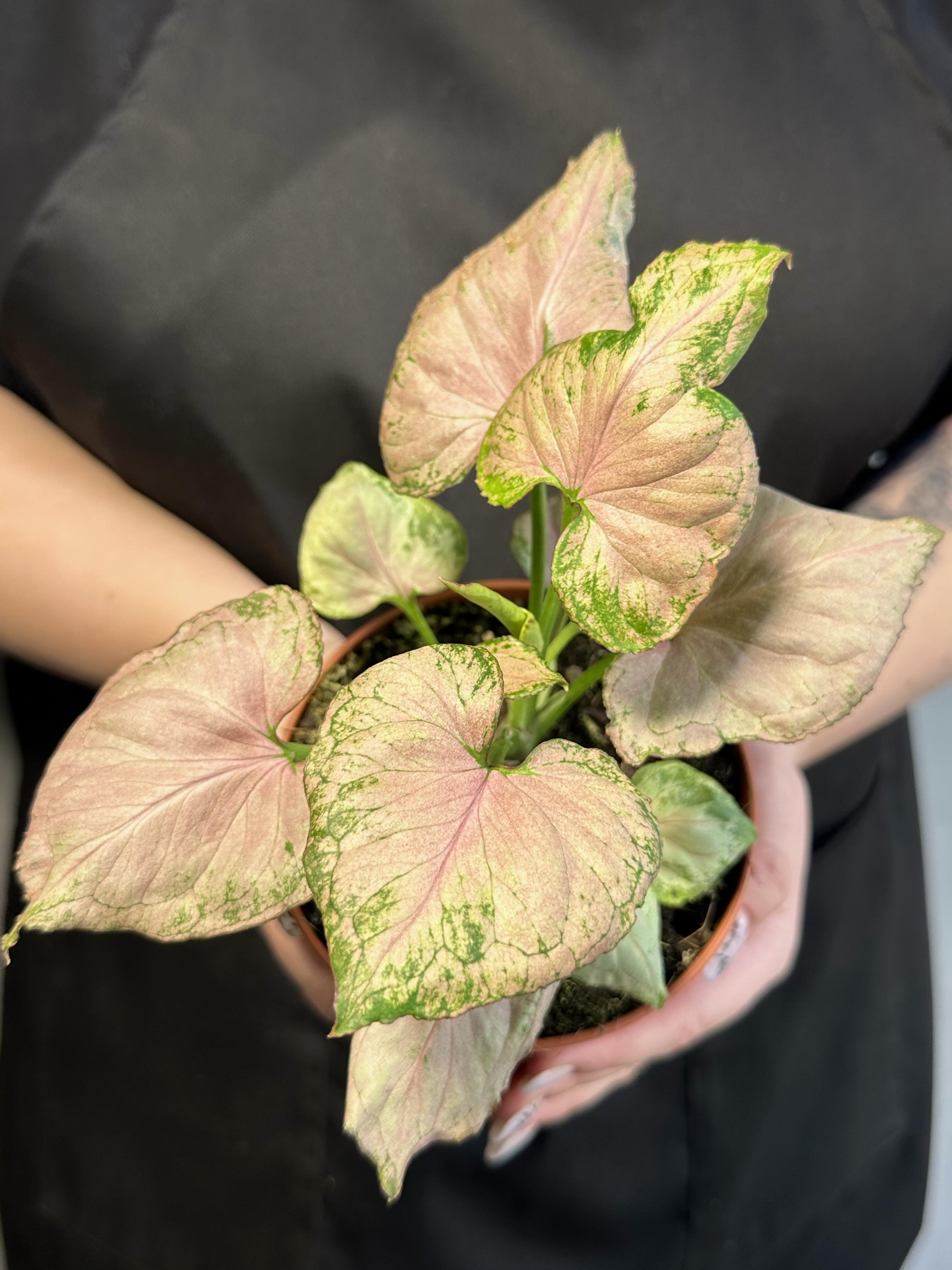 Сингониум Конфетти Милк (Syngonium Milk Konfetti) D12см