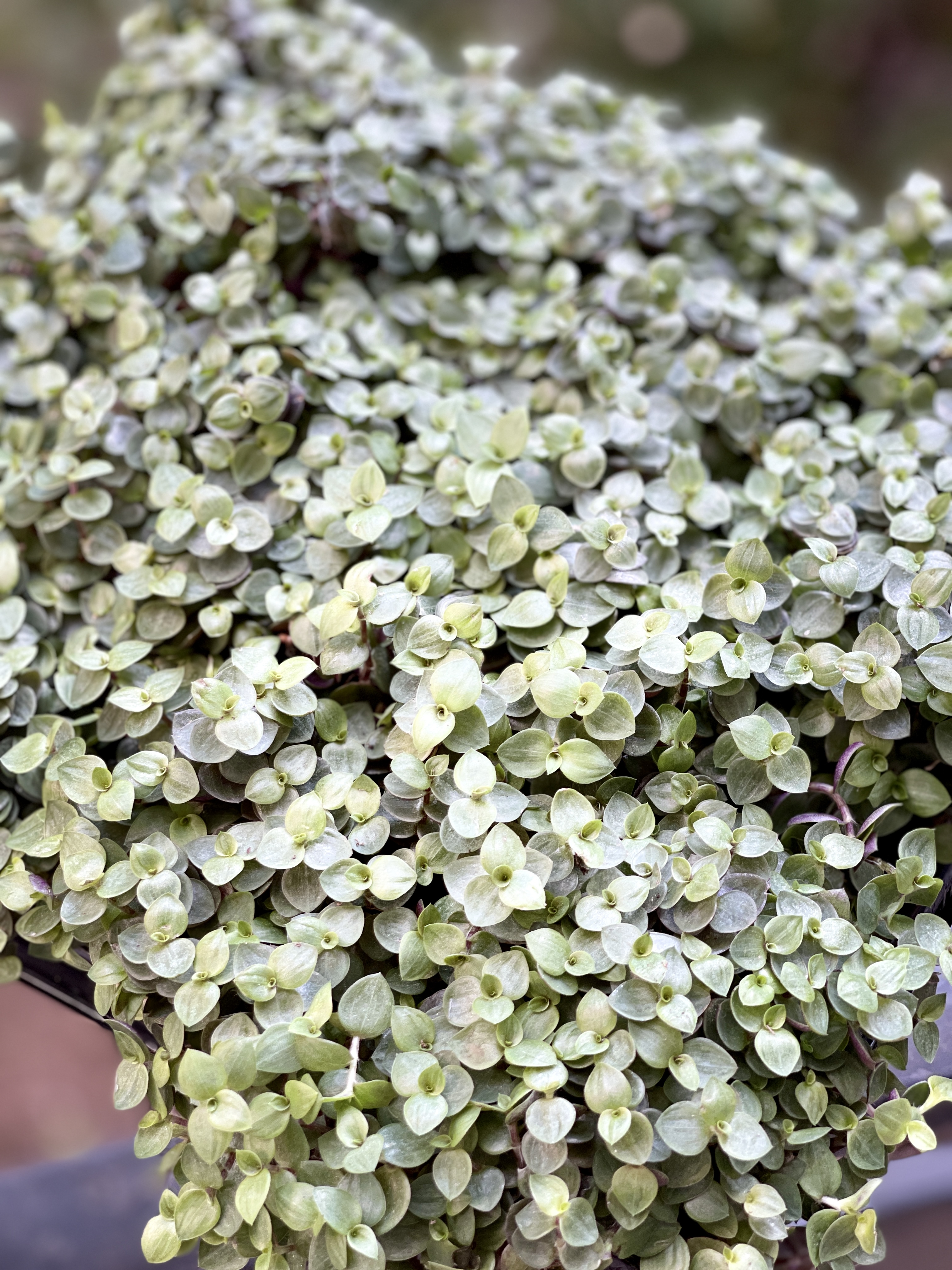 Каллизия Репенс Грин (Callisia Repens Green) D5см