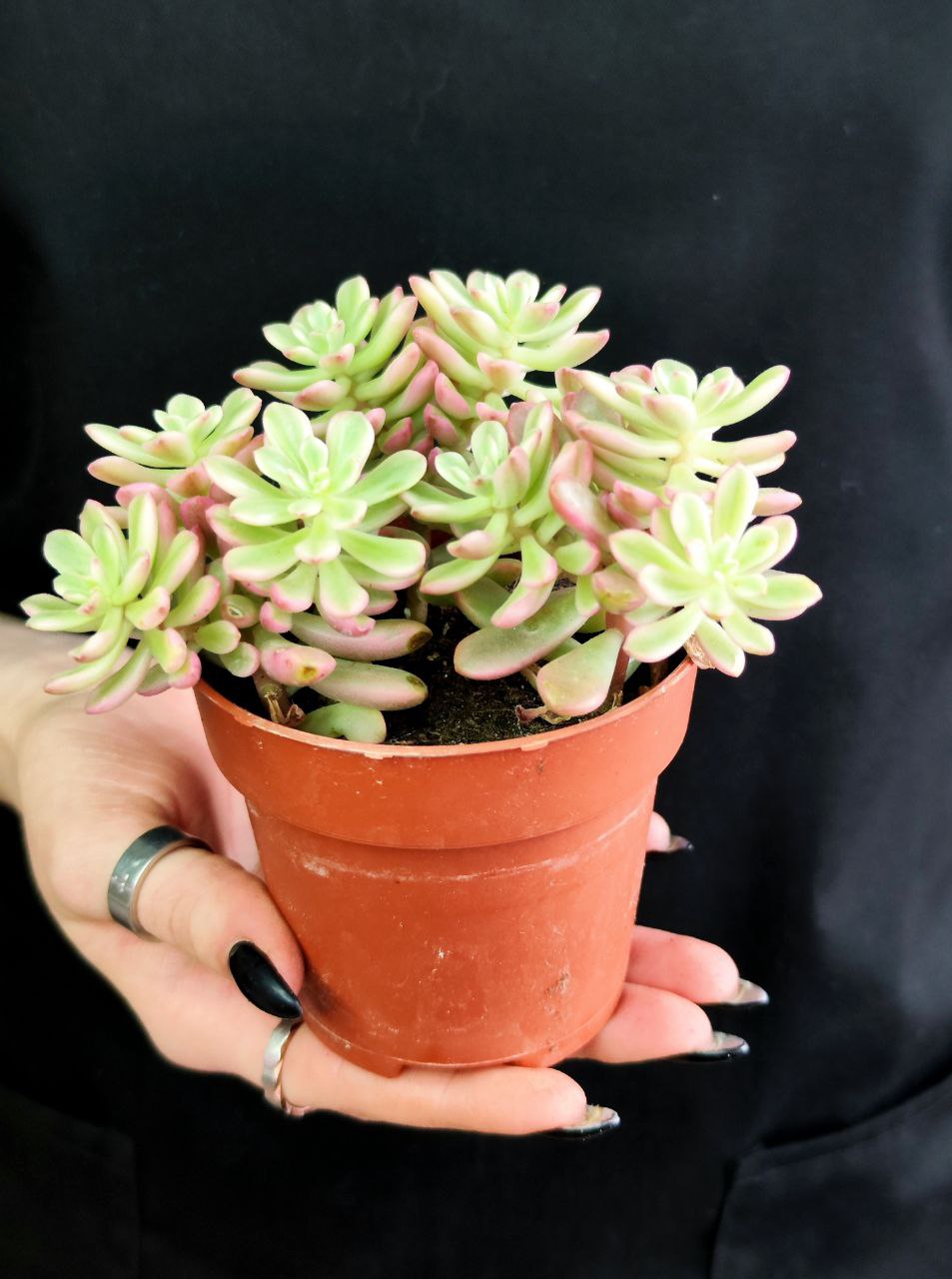 Седум Джойс Таллоч (Sedum Joyce Tulloch) D8см