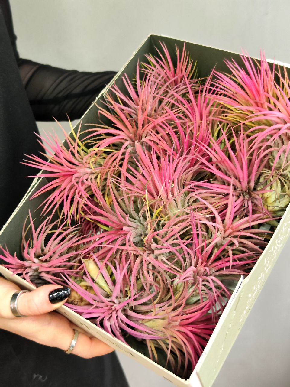 Тилландсия Ионанта Красная XL (Tillandsia Ionantha Red)