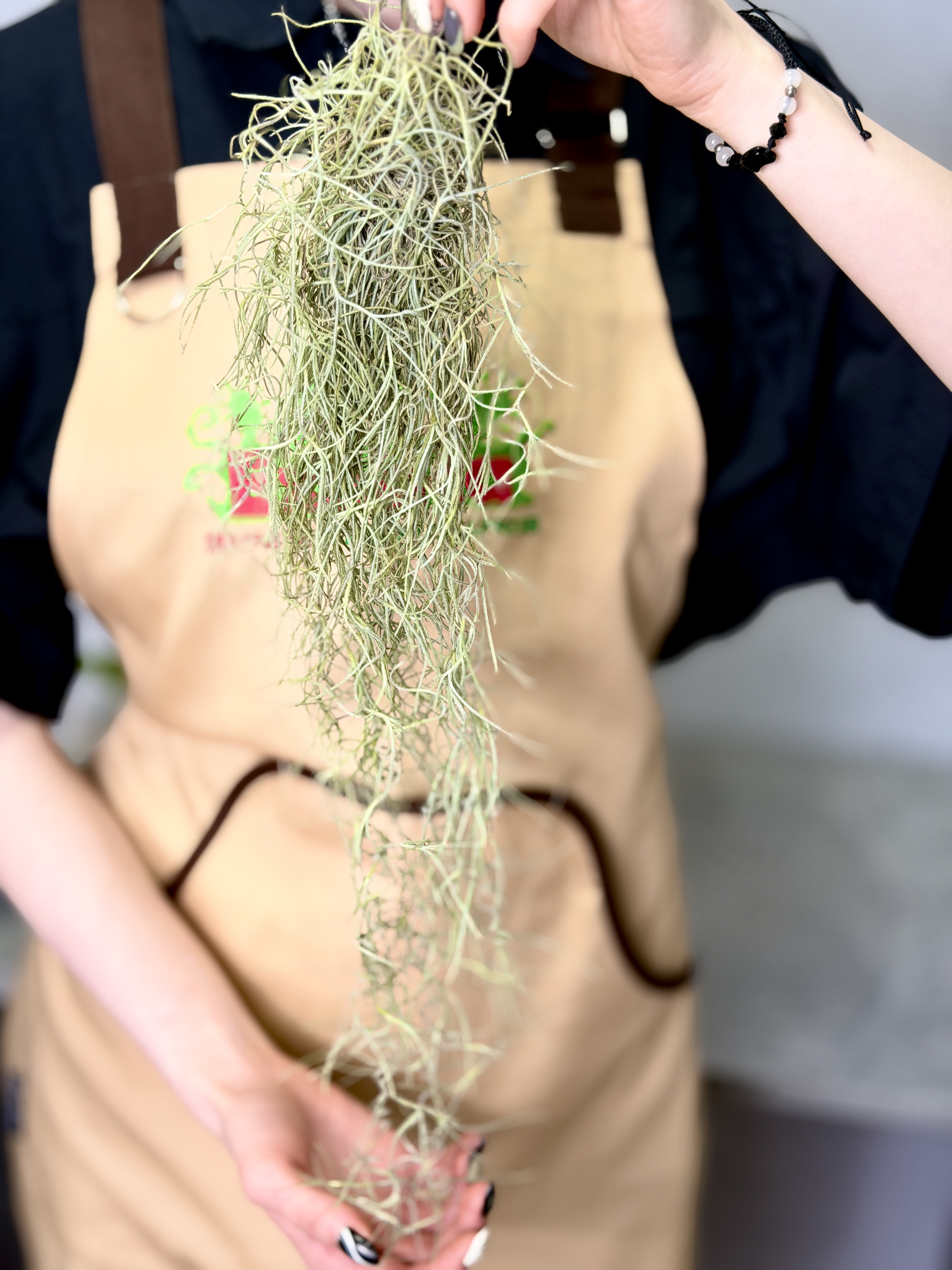 Тилландсия Уснеевидная Мини (Tillandsia Usneoides Mini)