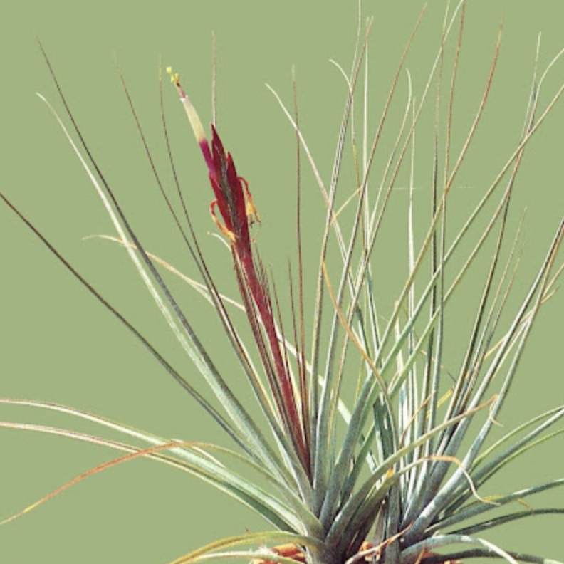 Тилландсия Шидеана (Tillandsia Schiedeana)