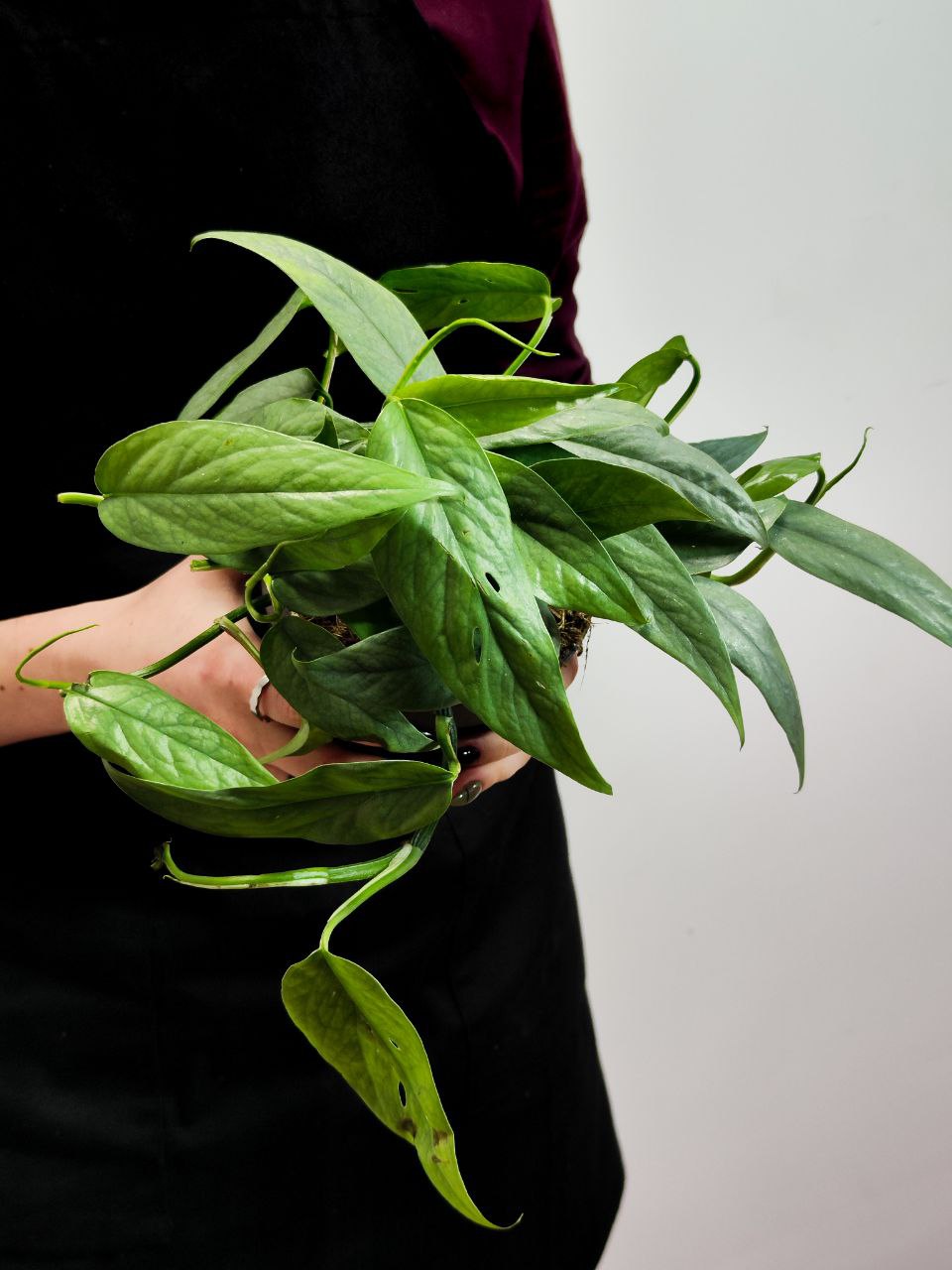 Эпипремнум Себу Блю (Epipremnum Pinnatum Cebu Blue) D12см