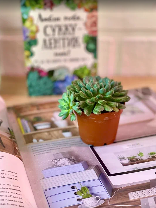 Эхеверия Сетоза Деминута (Echeveria Setosa Deminuta) D5см