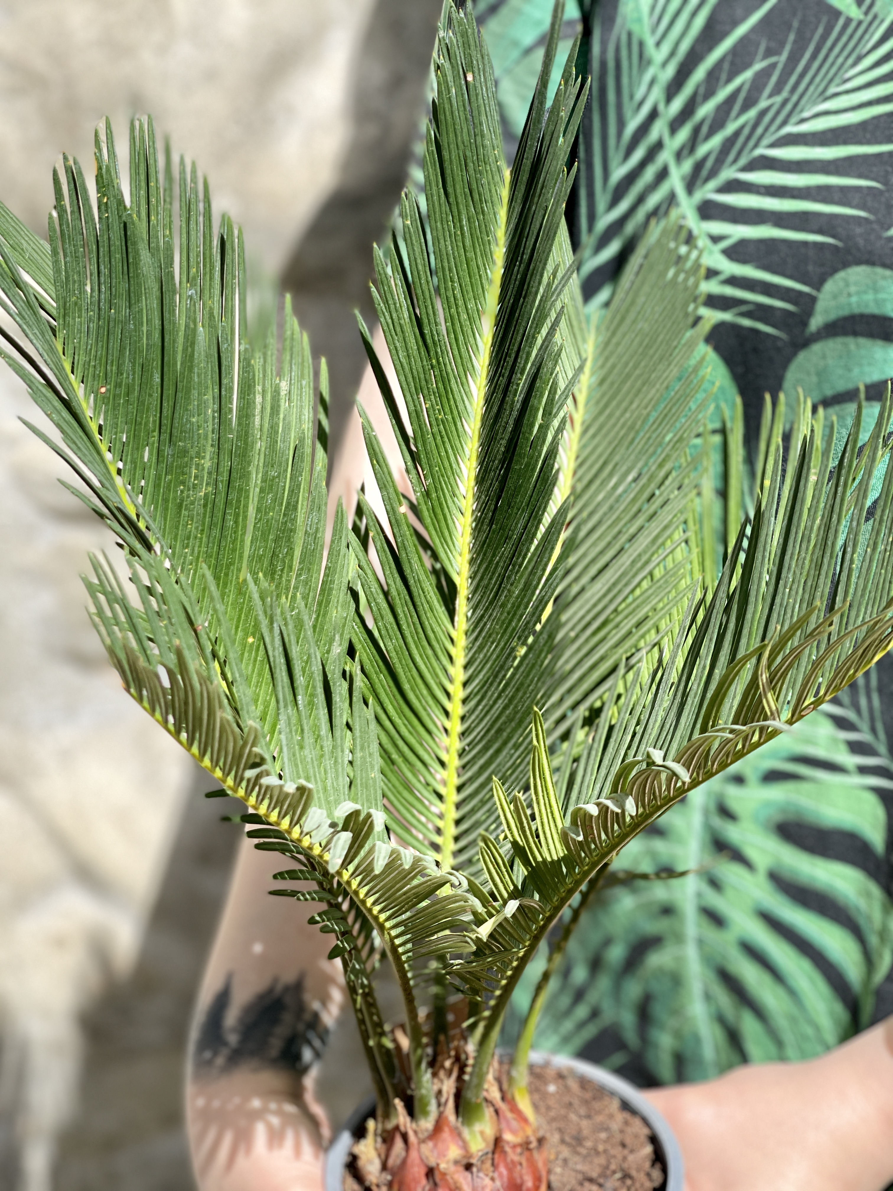 Цикас Революта (Cycas Revoluta) D14см