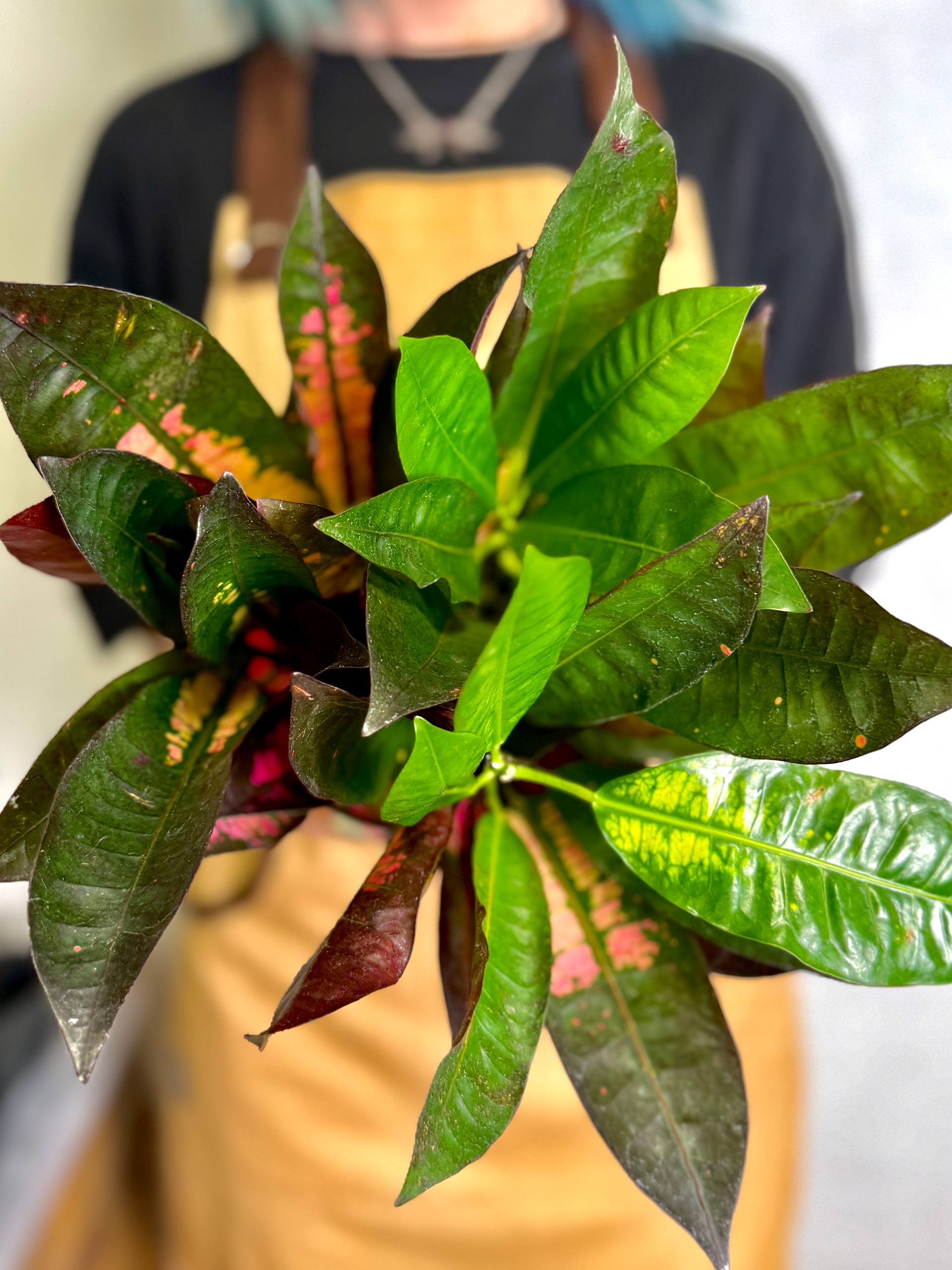Кодиеум Миссис Айстон (Codiaeum Mrs. Iceton) D12см