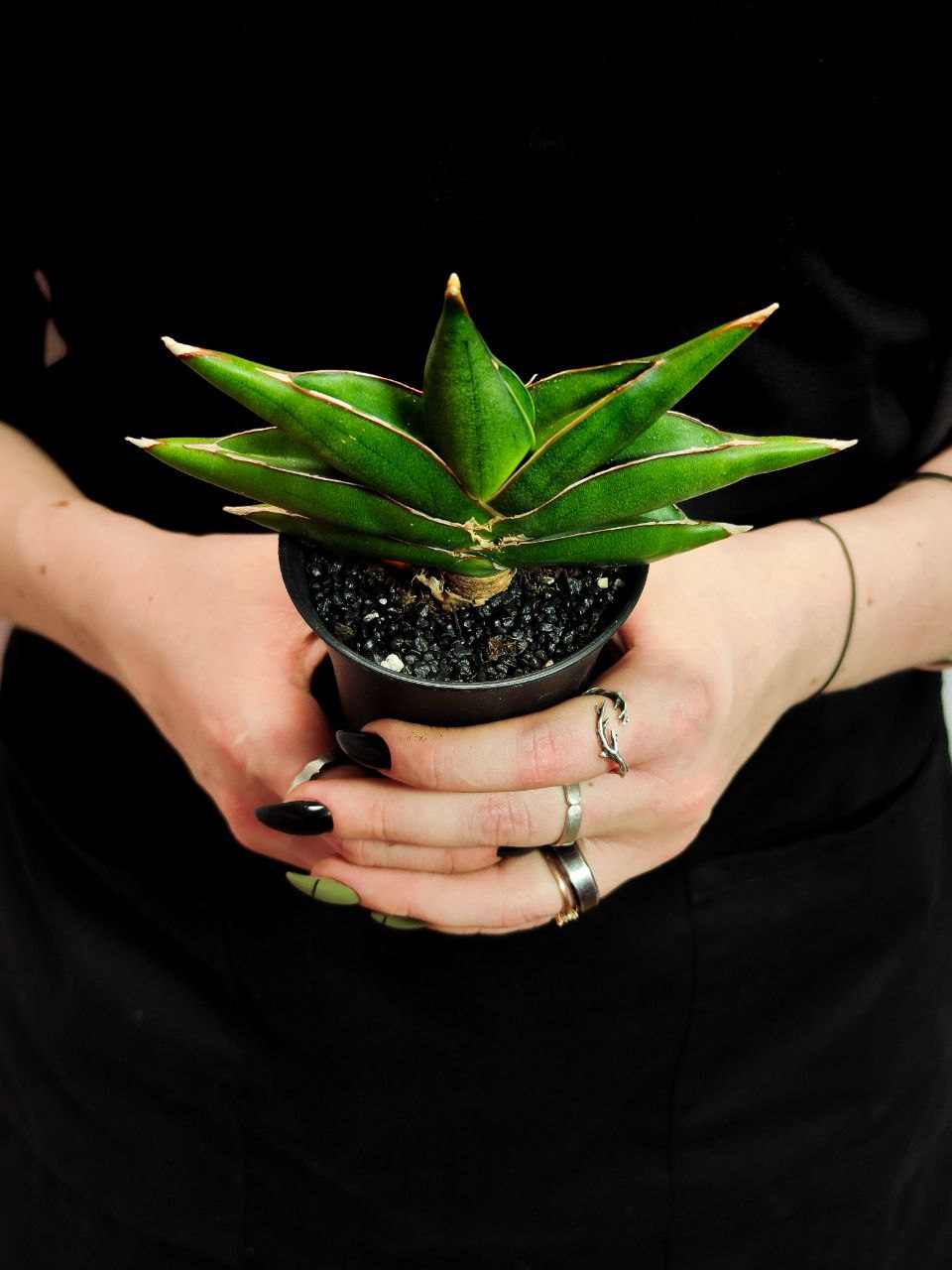 Сансевиерия Альмонд Джейд (Sansevieria Almond Jade) D7,5см
