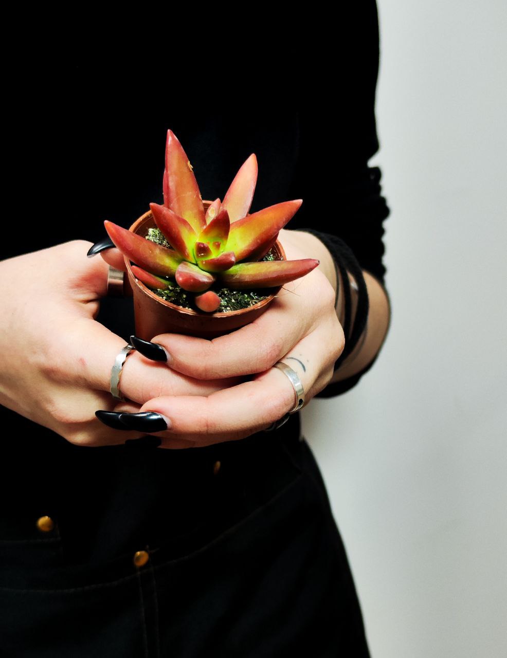 Седум Адольфа Ред (Sedum Adolphii Red) D5см