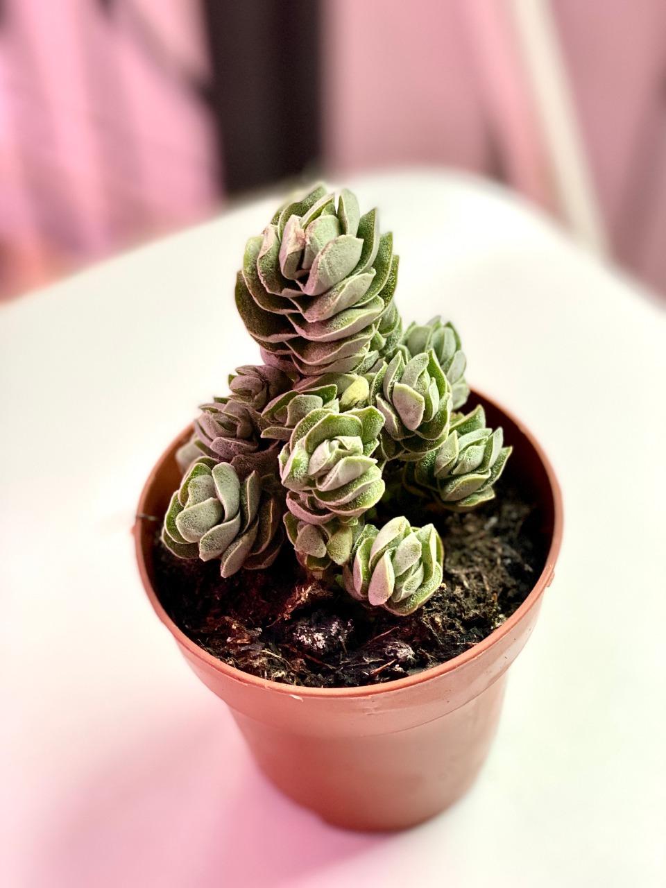 Крассула Айвори Пагода (лат. Crassula Ivory Pagoda) D8см