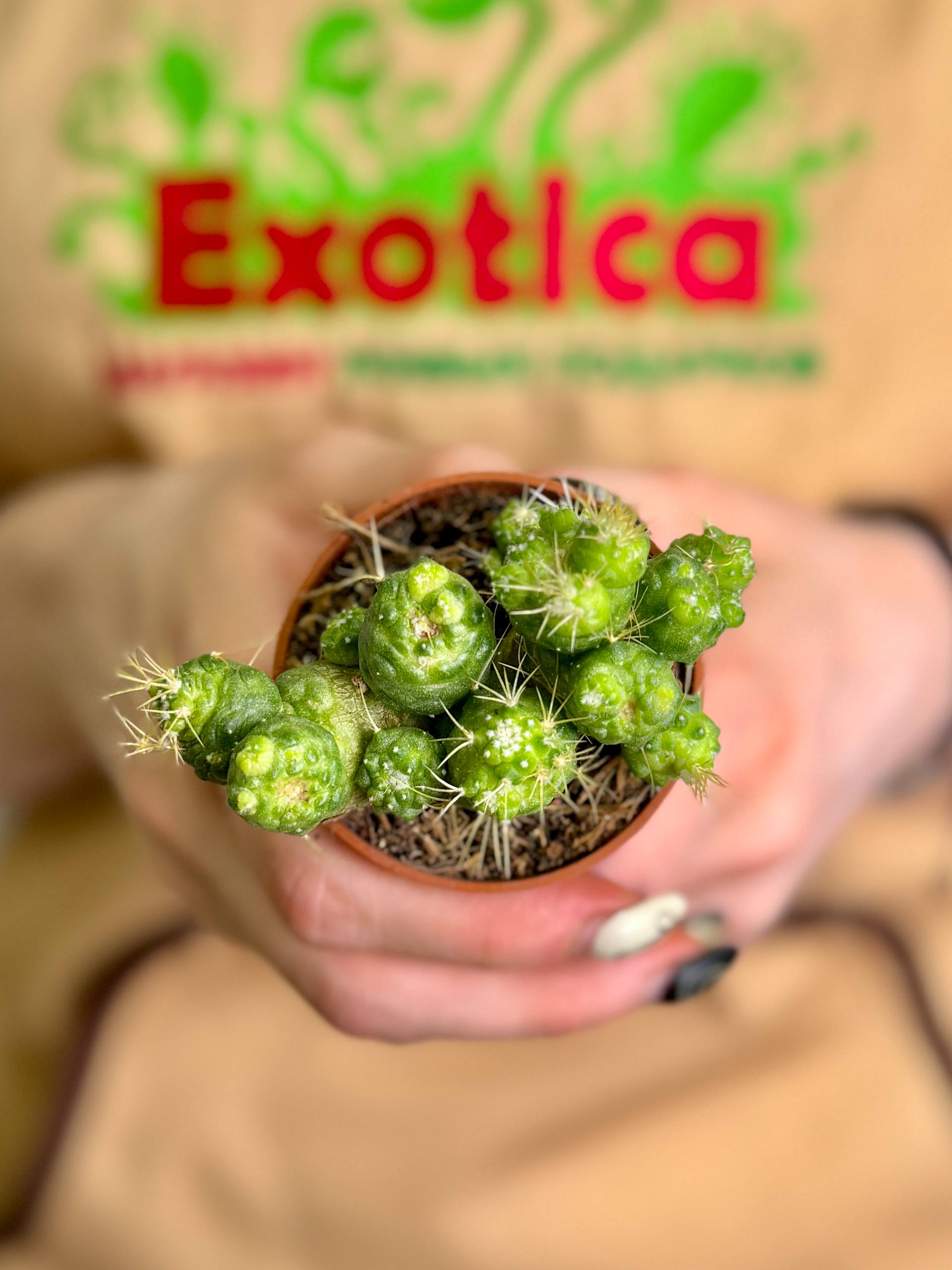 Кактус Маммиллярия Бокасана Фред Монструоза (Mammillaria Bocasana Fred Monstrose) D5см