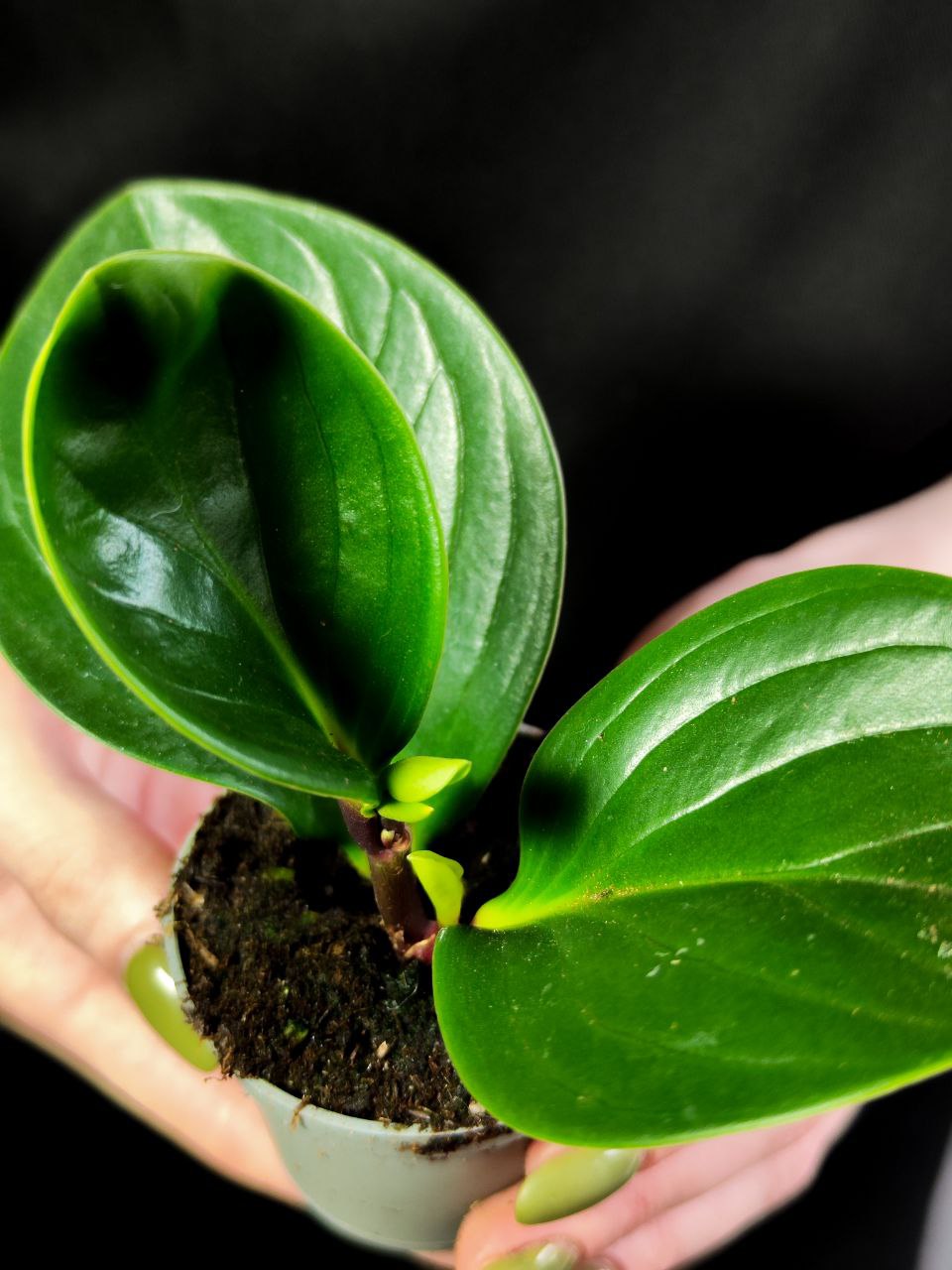 Пеперомия Ред Каньон (Peperomia Red Canyon) D5см