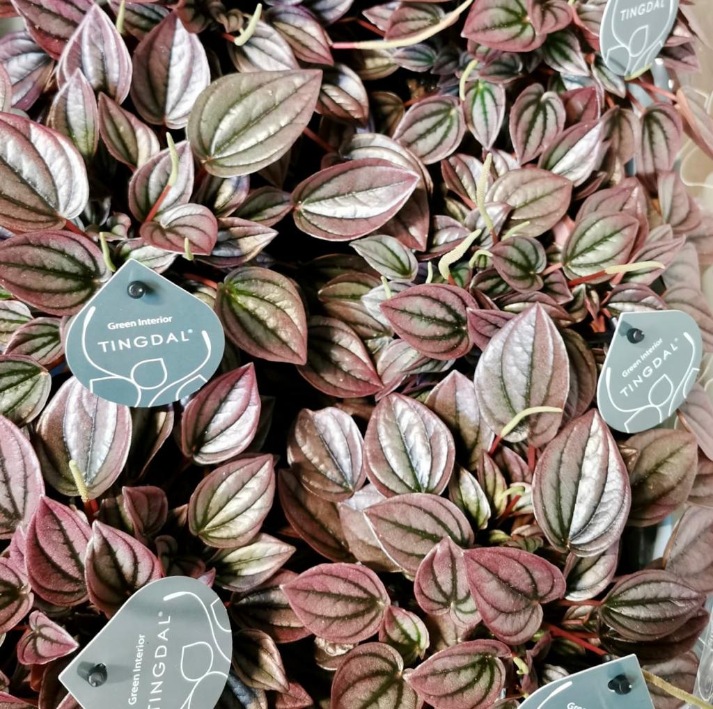 Пеперомия Каперата Кайен (Peperomia Сaperata Cayenne) D11см