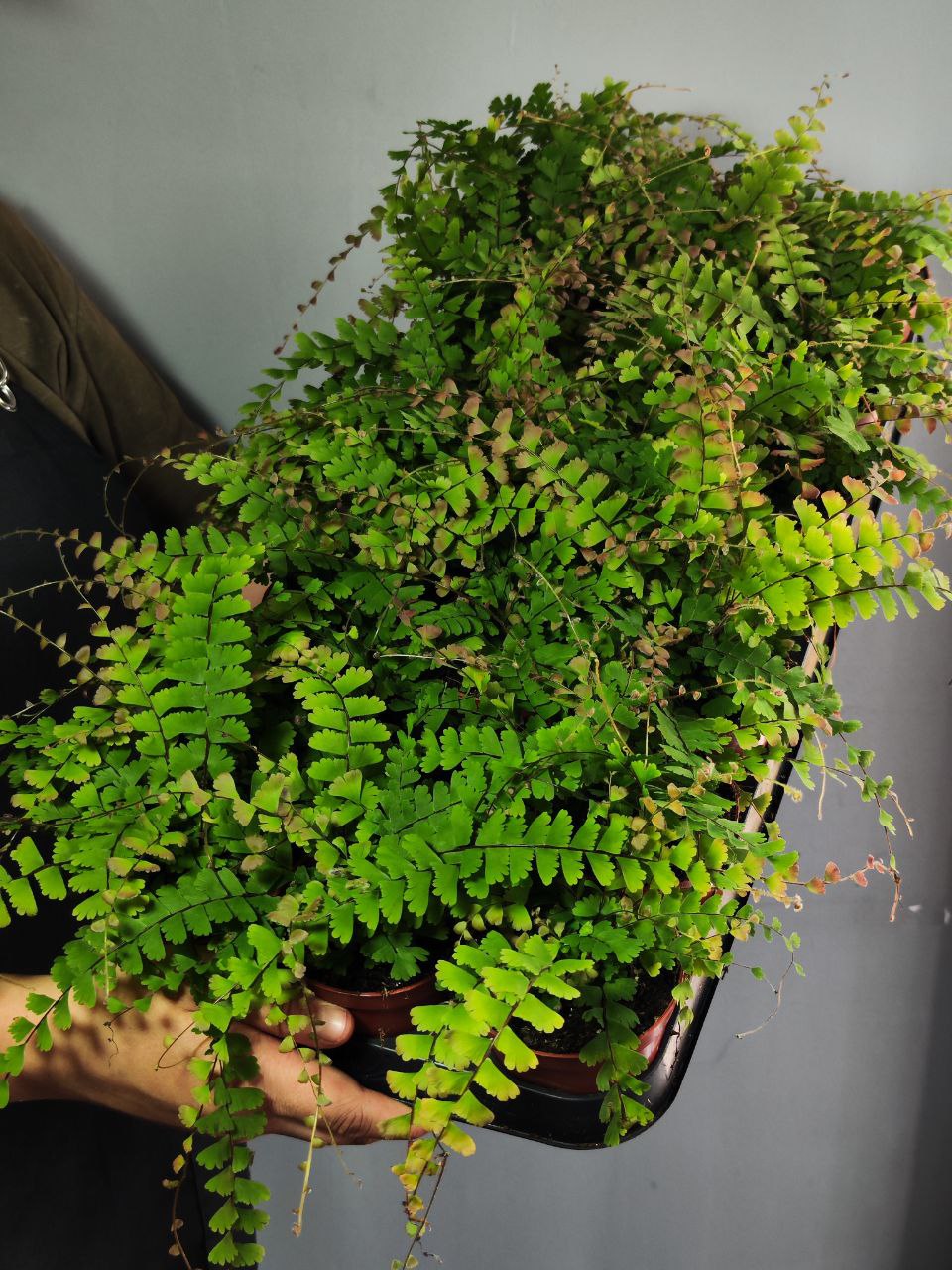 Папоротник Адиантум Хвостатый (Adiantum Caudatum) D8,5см