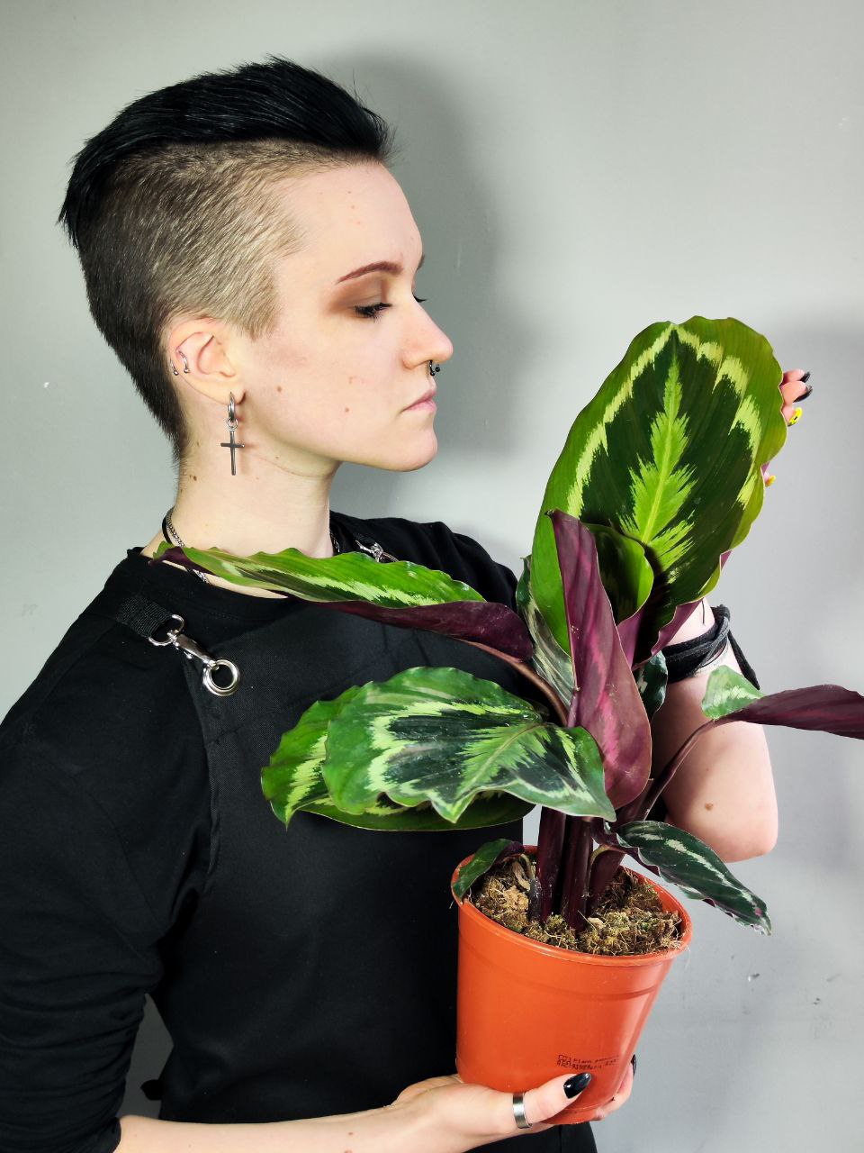 Калатея Медальон (Calathea Roseopicta Medallion) D14см