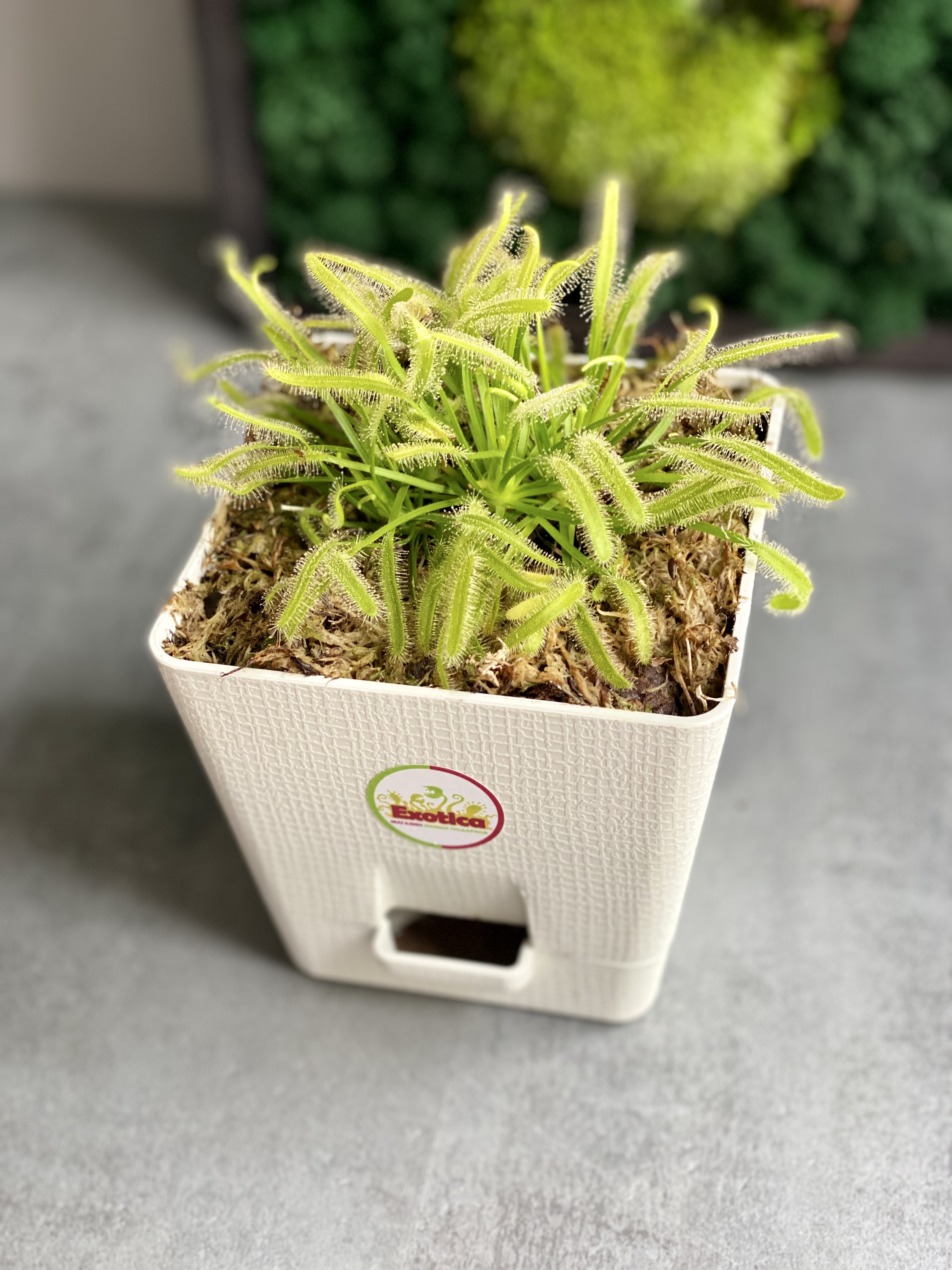 Росянка Альба (Drosera alba) пересаженная D12см