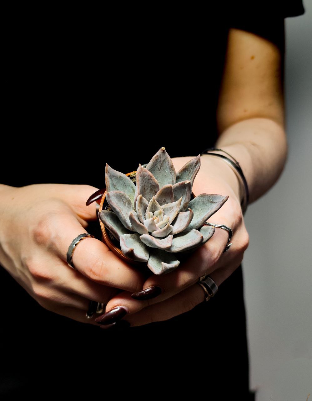 Эхеверия Сильвер Шайн (Echeveria Silver Shine) D5см