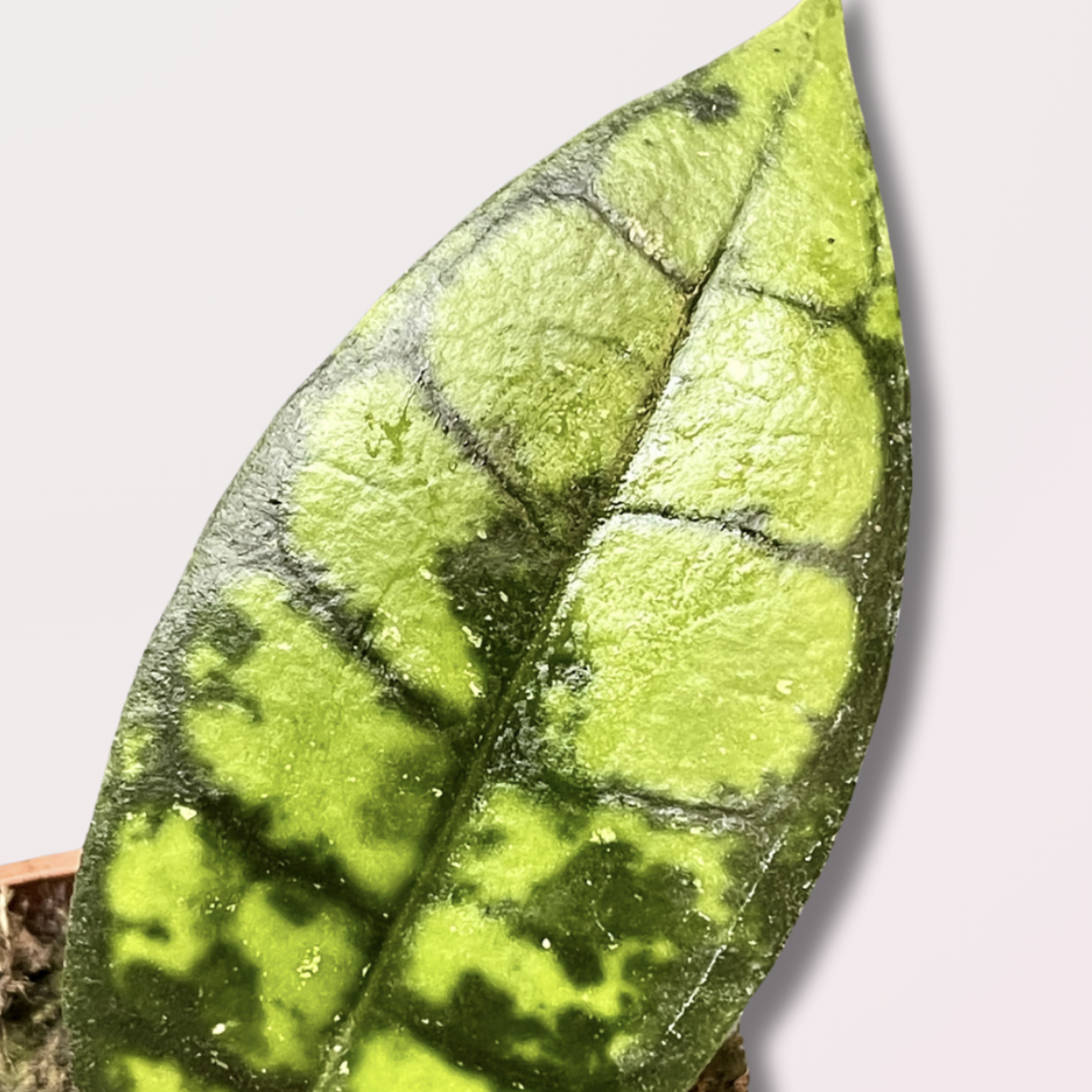 Хойя Каллистофилла Блэк Кэт (Hoya Callistophylla Black Cat) D6см