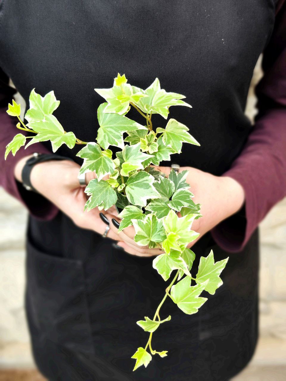 Хедера Хеликс Вариегата, Плющ (Hedera Helix Variegata) D6см
