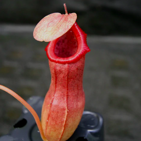 Непентес Вентрикоза (Nepenthes Ventricosa) пересаженный D12см.