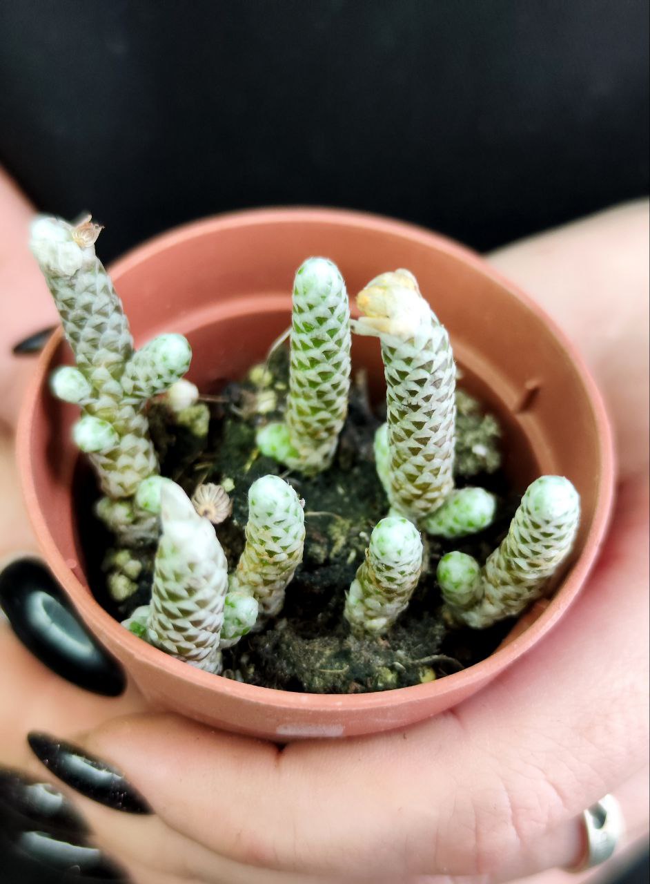 Авония Рекурвата (Avonia Recurvata) D5см