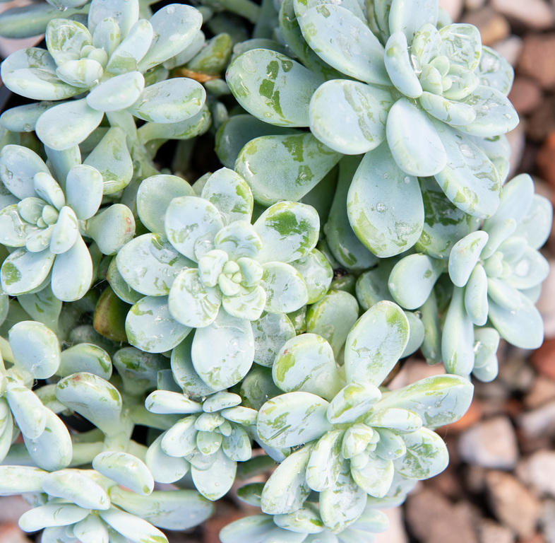 Седум Булавовидный (Sedum Clavatum) D5см